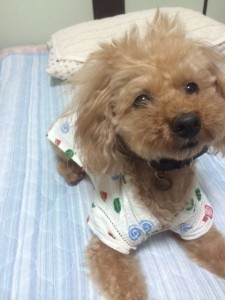 家族紹介
