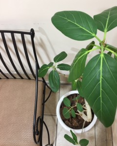 宮田です。