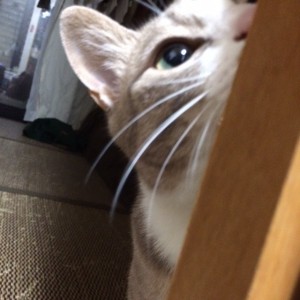 ご近所さん