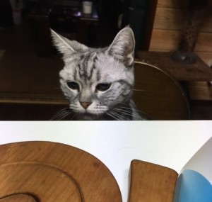 晩酌の相手！